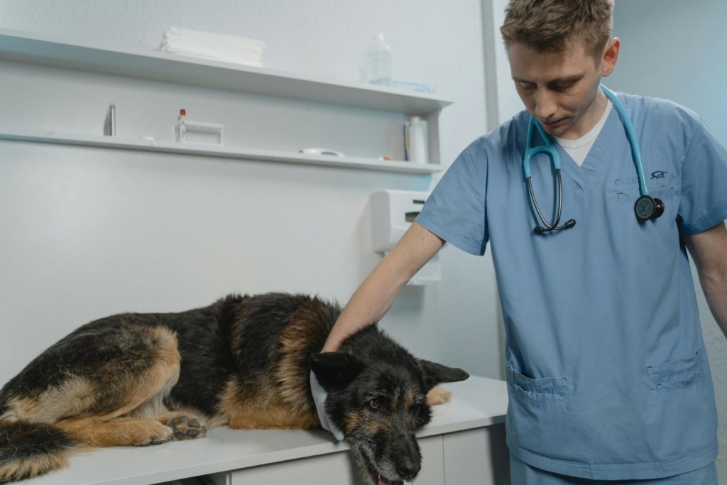 dog at vet clinic