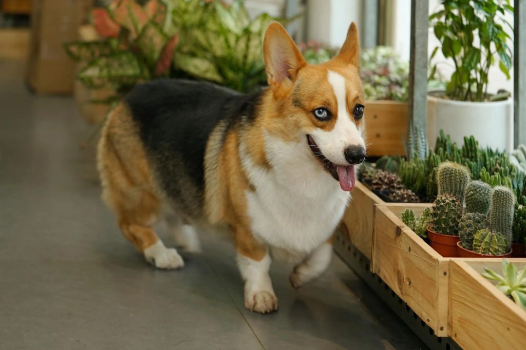 dog near cacti