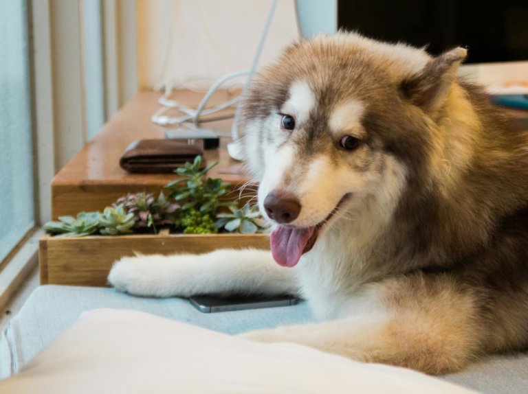 dog near succulent