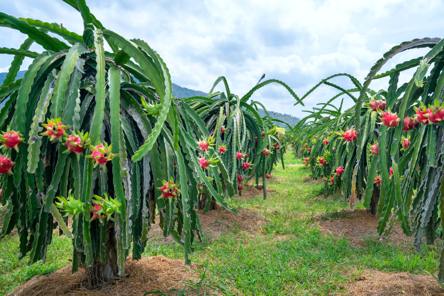 Dragon Fruit Farm In Bloom (Hylocereus Undatus)