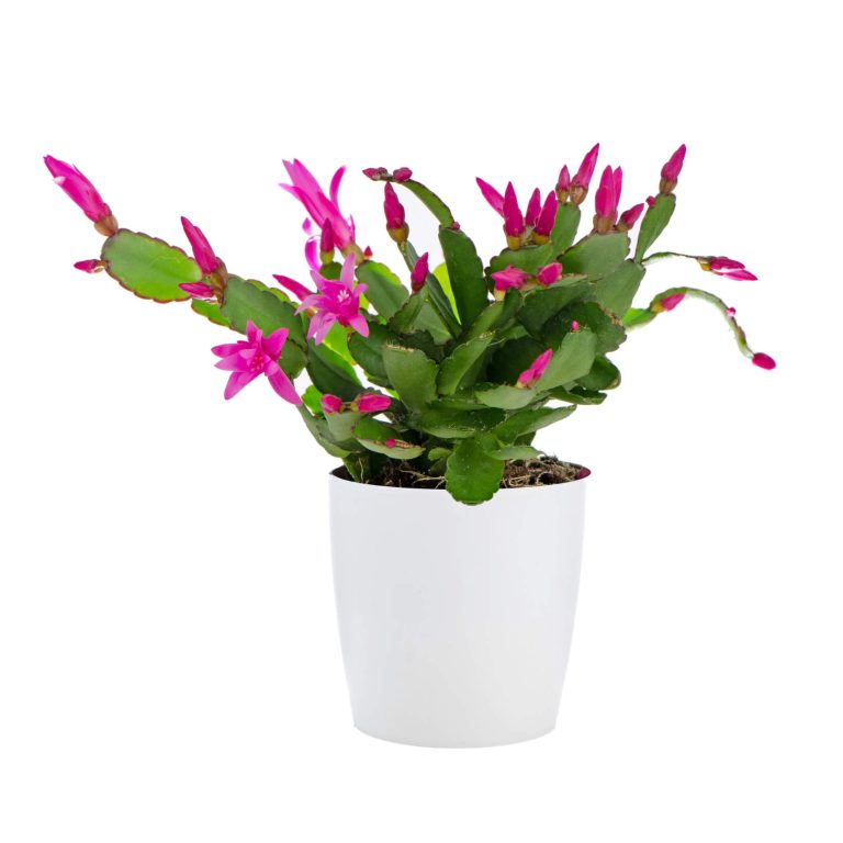 Easter Cactus (Rhipsalidopsis Cactus)