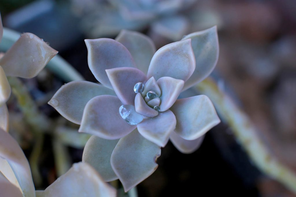 Echeveria Laui