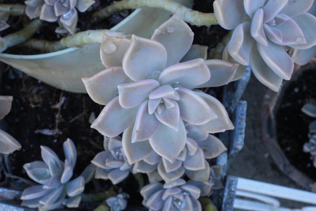 Echeveria Perle Von Nurnberg