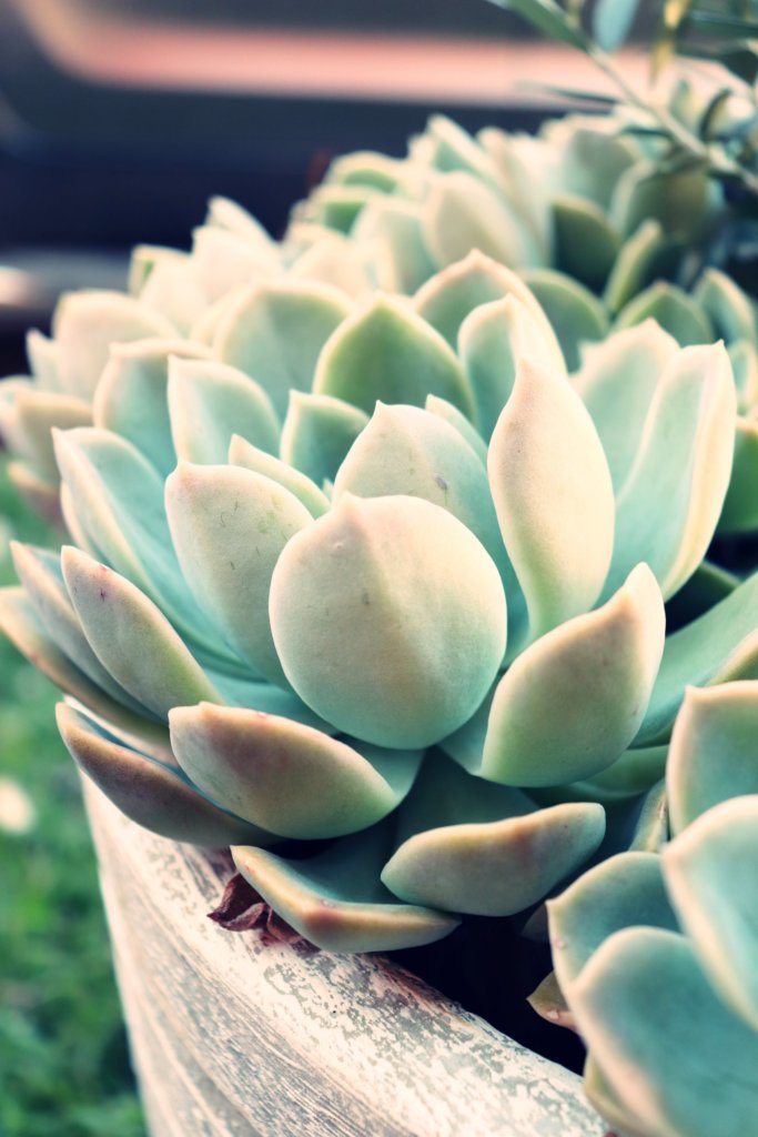 echeveria receives sunlight