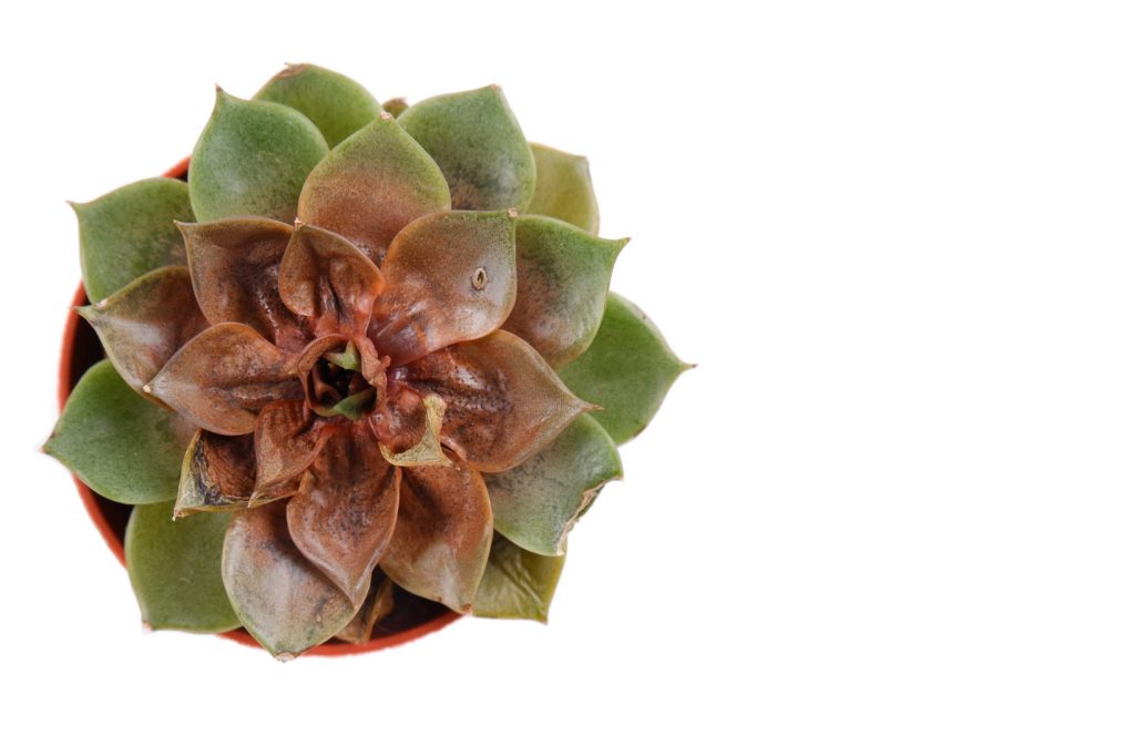 Echeveria With Brown Leaves