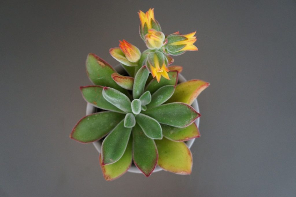 echeveria with flower