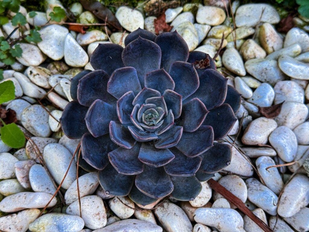 echeveria with stone mulch