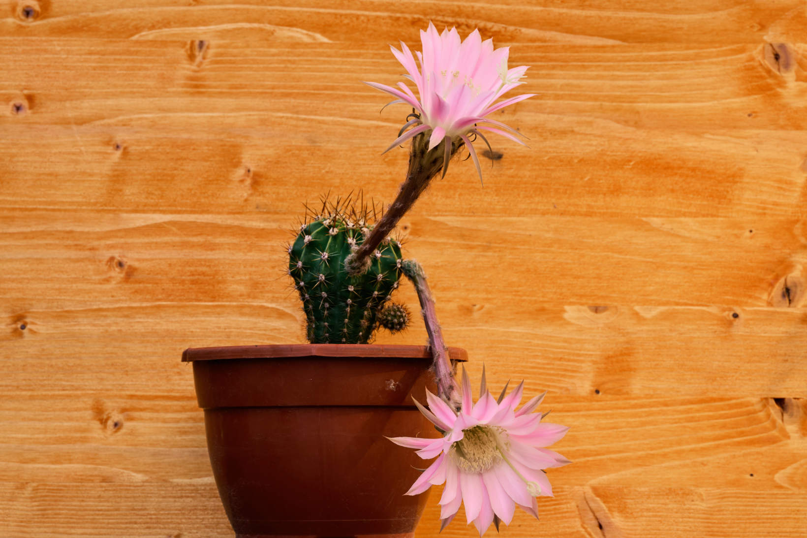 Echinopsis Oxygona In Bloom (Easter Lily With Pink Flowers)