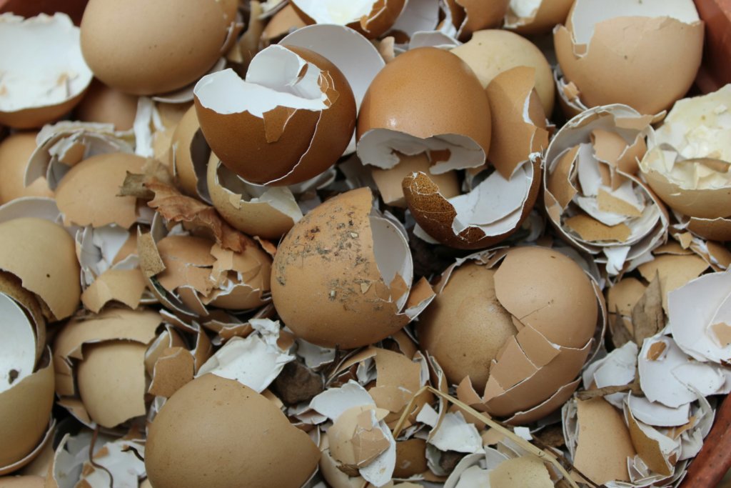 eggshells