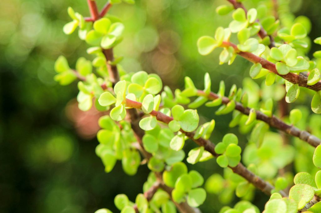 Elephant Bush Leaves In Sun