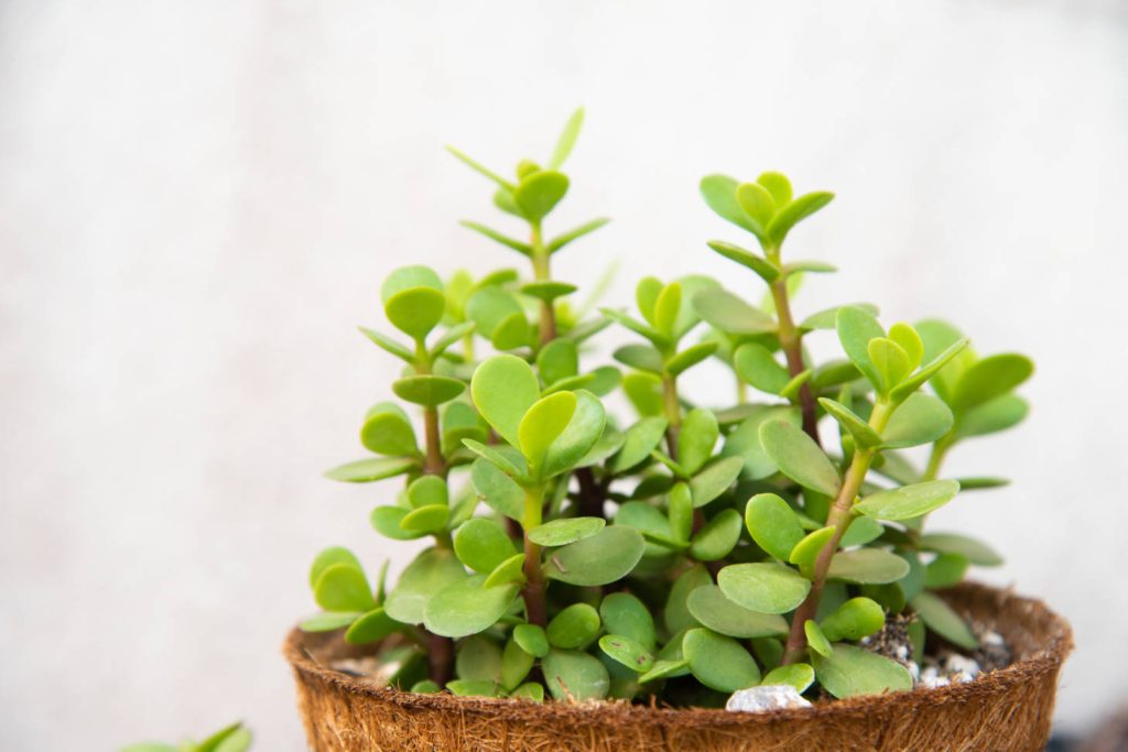 Elephant Bush Plant In Natural Pot