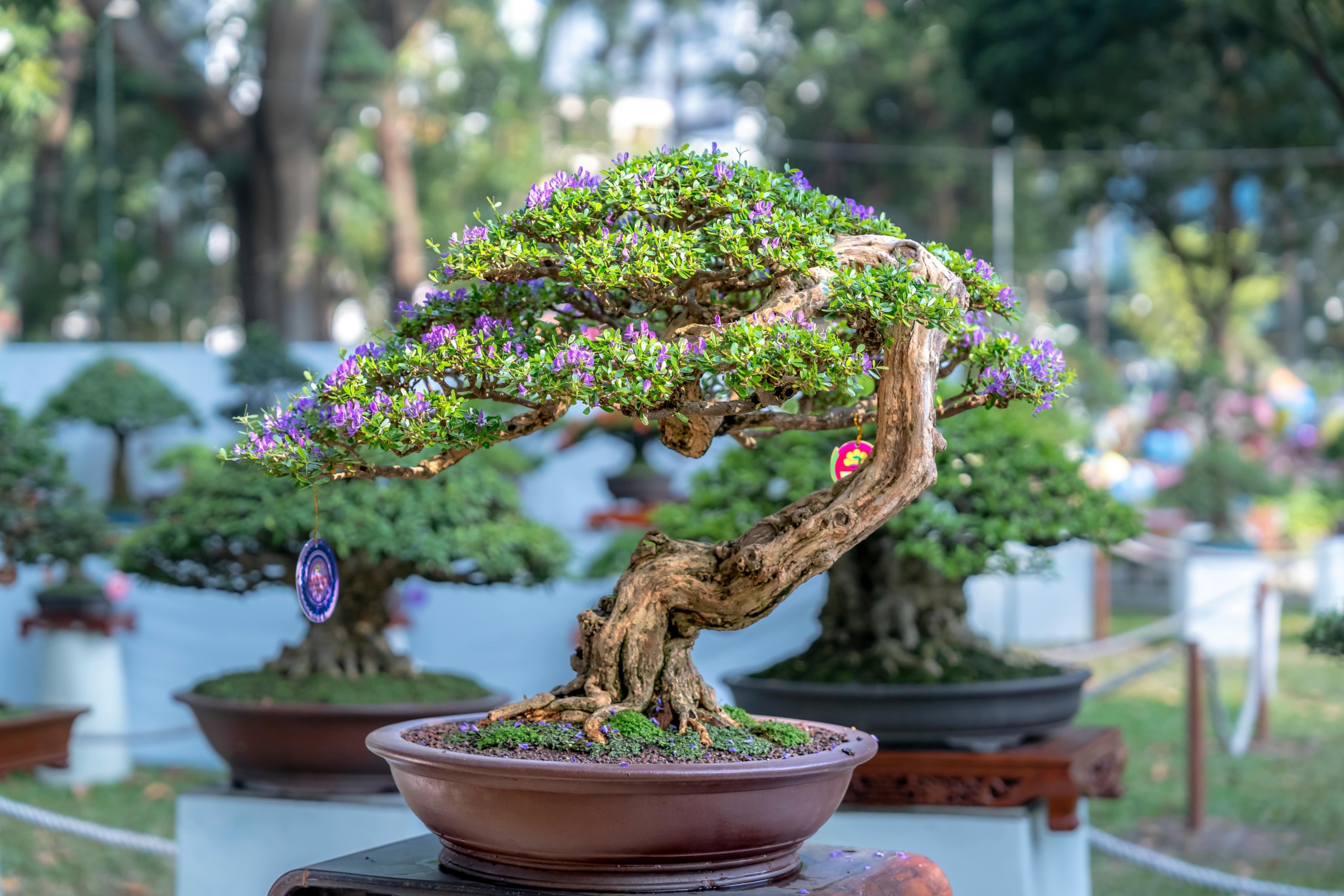 elevated bonsai with flowers