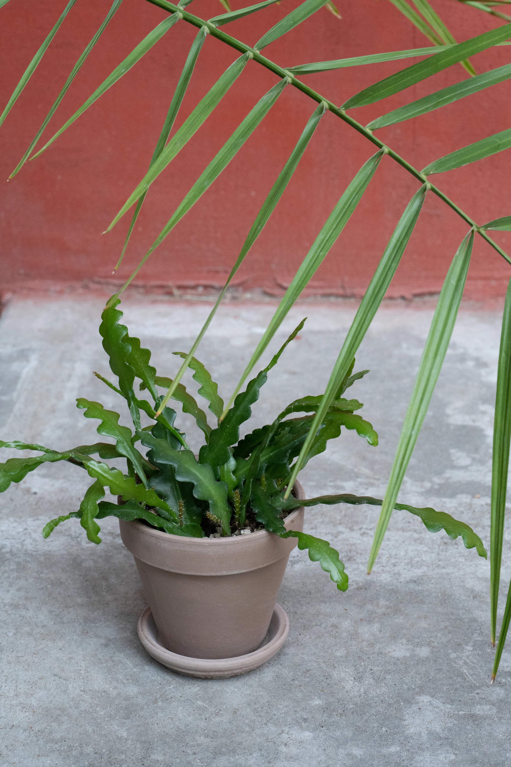 Epiphyllum Anguliger In A Ceramic Pot (Fishbone Cactus)