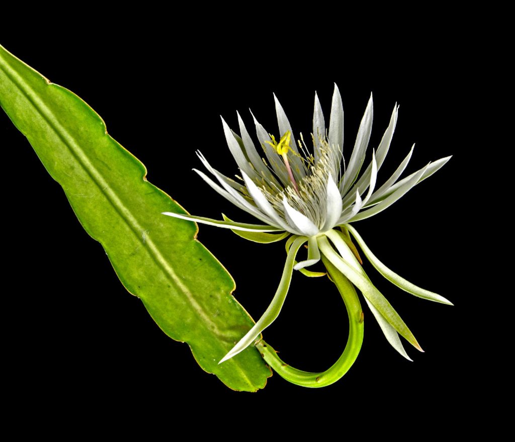Epiphyllum Oxypetalum Blooming At Night