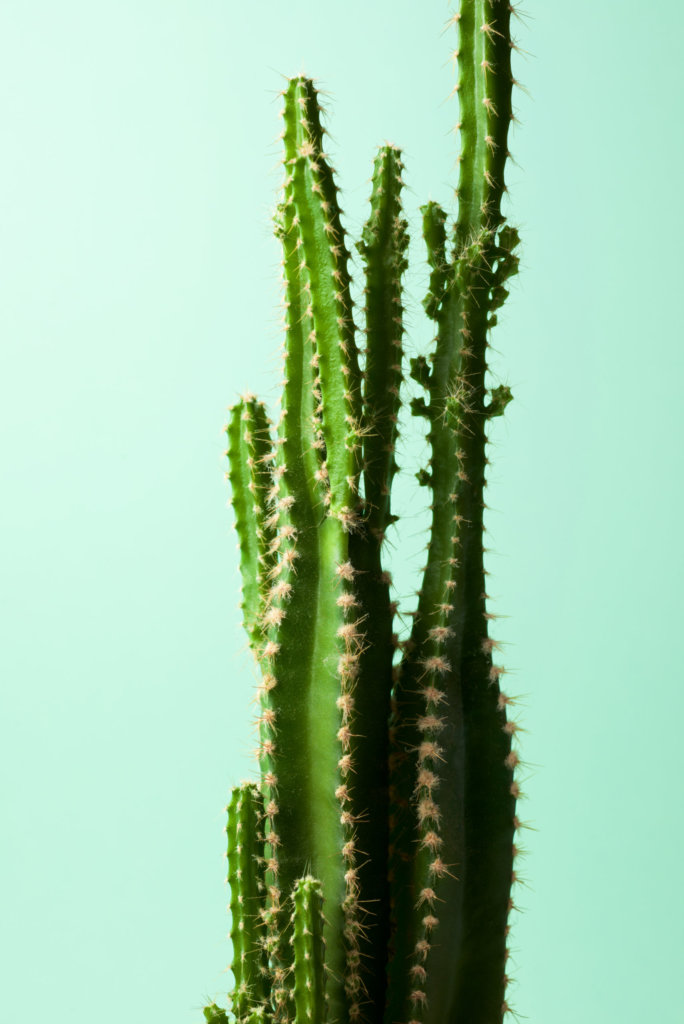 etiolated cactus plant