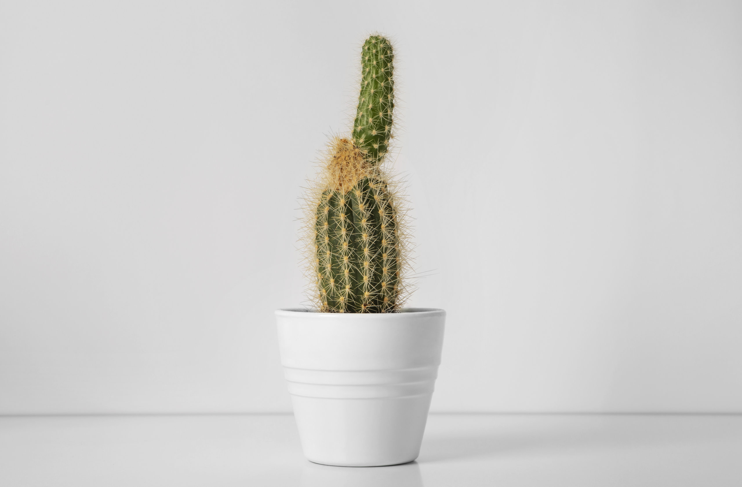 etiolated cactus