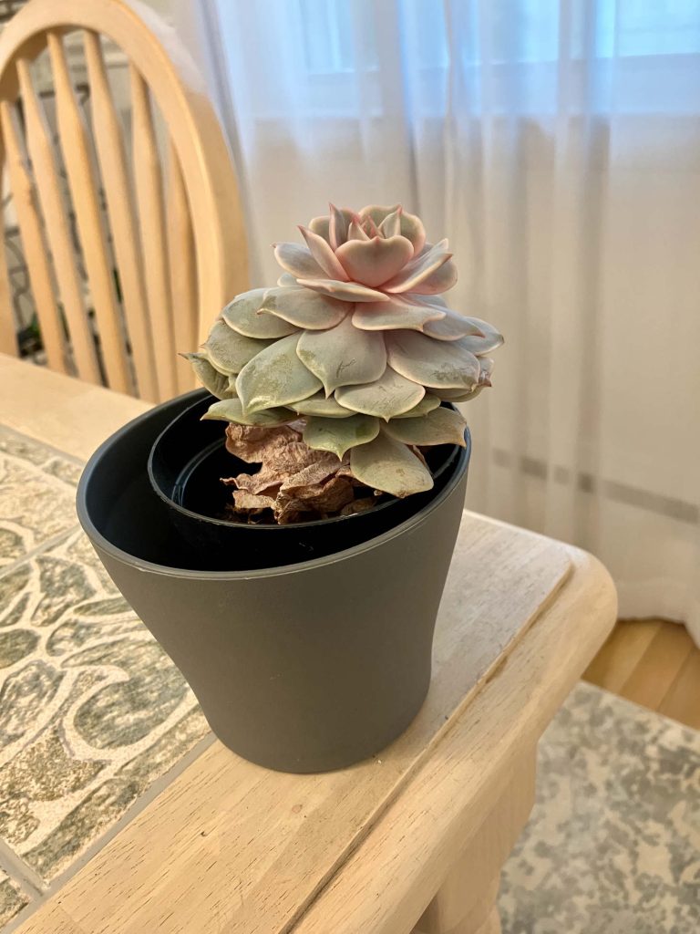 Etiolated Echeveria