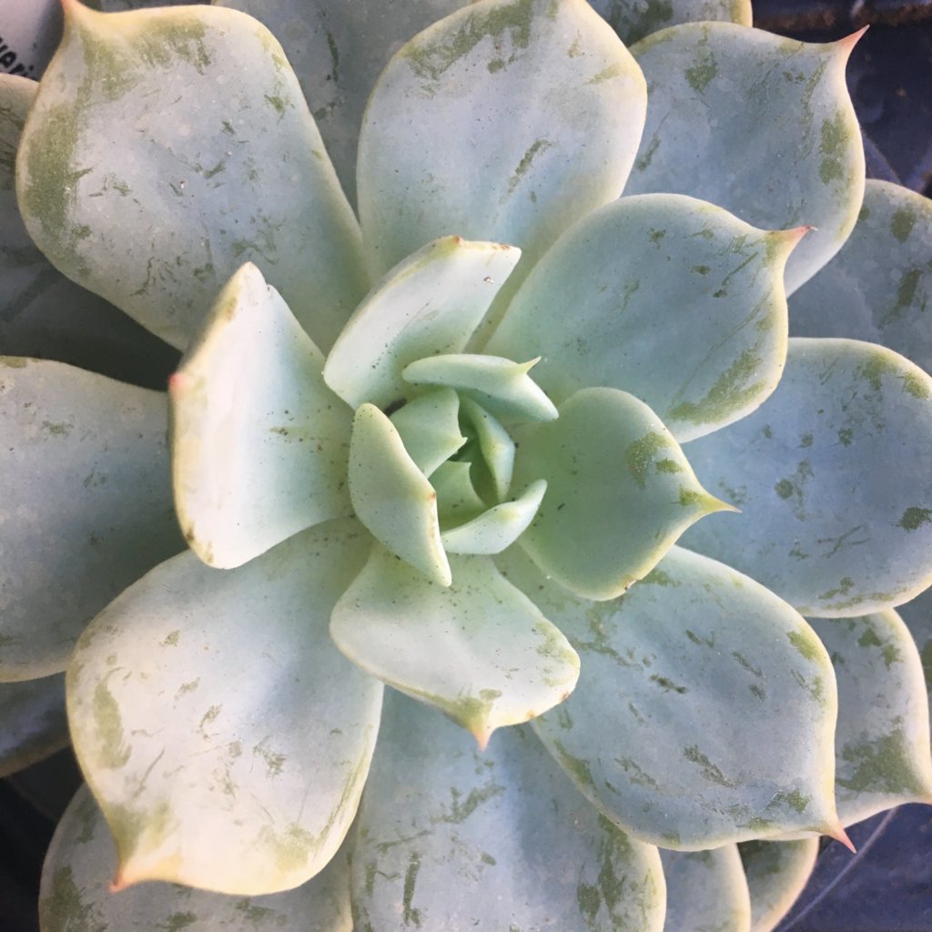 farina on echeveria