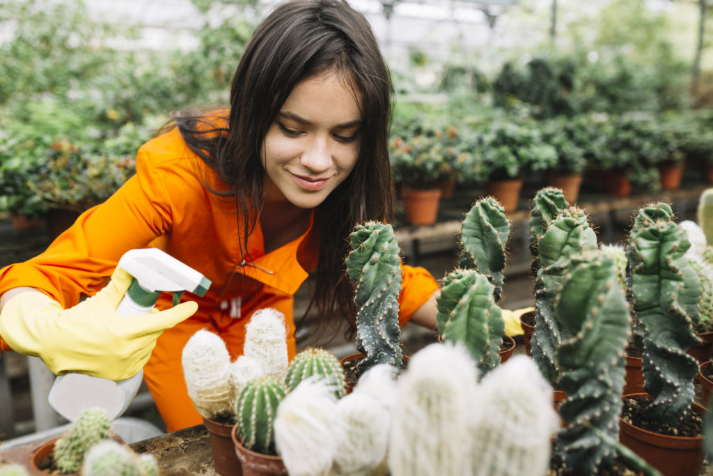 fertilizing cacti