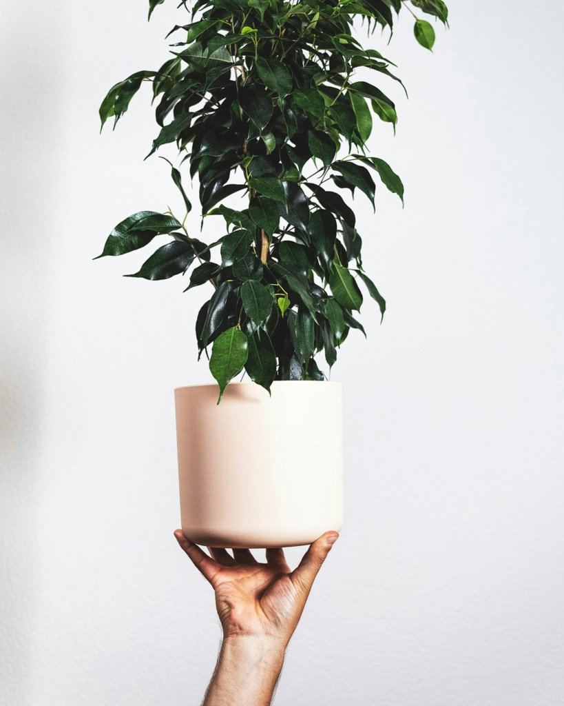 ficus benjamina bonsai
