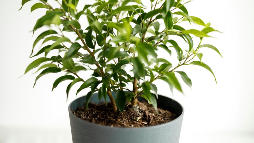 ficus benjamina bonsai tree