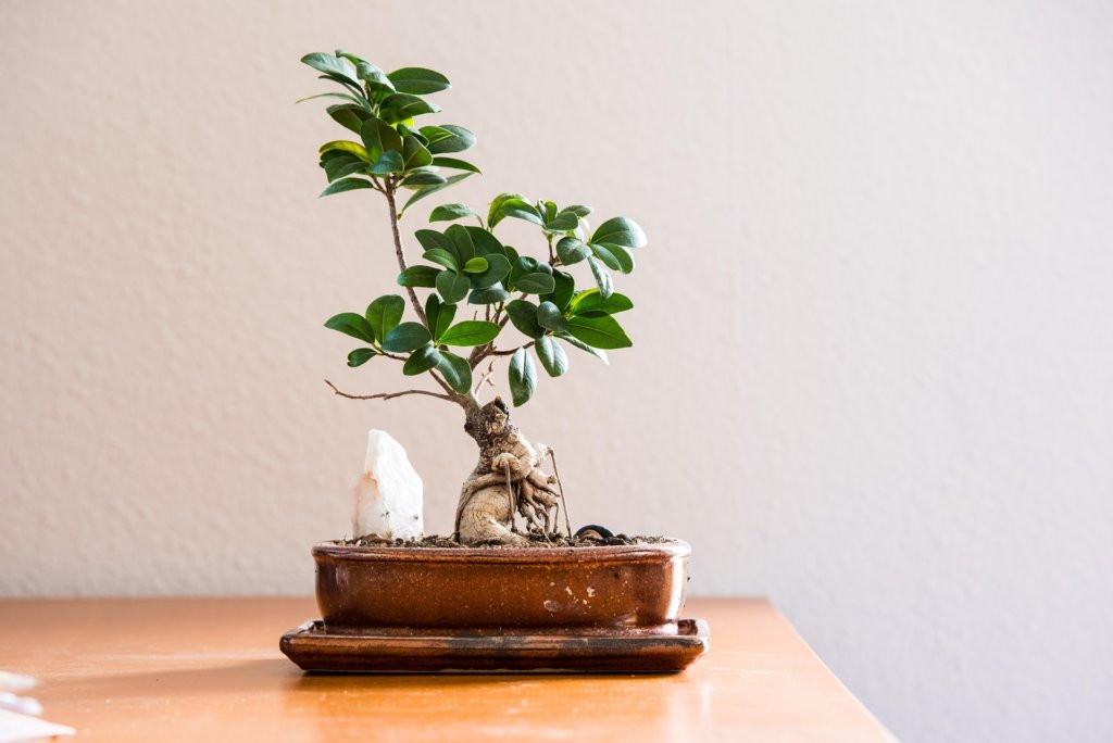 ficus bonsai