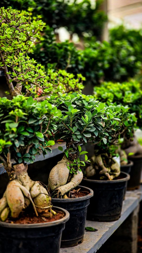 ficus bonsai in pots