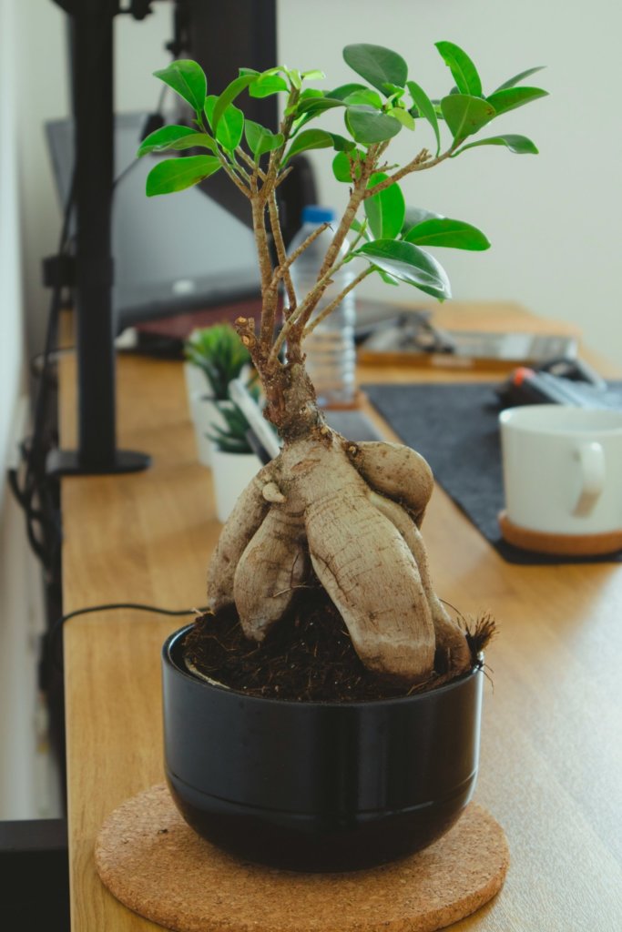 ficus bonsai indoor