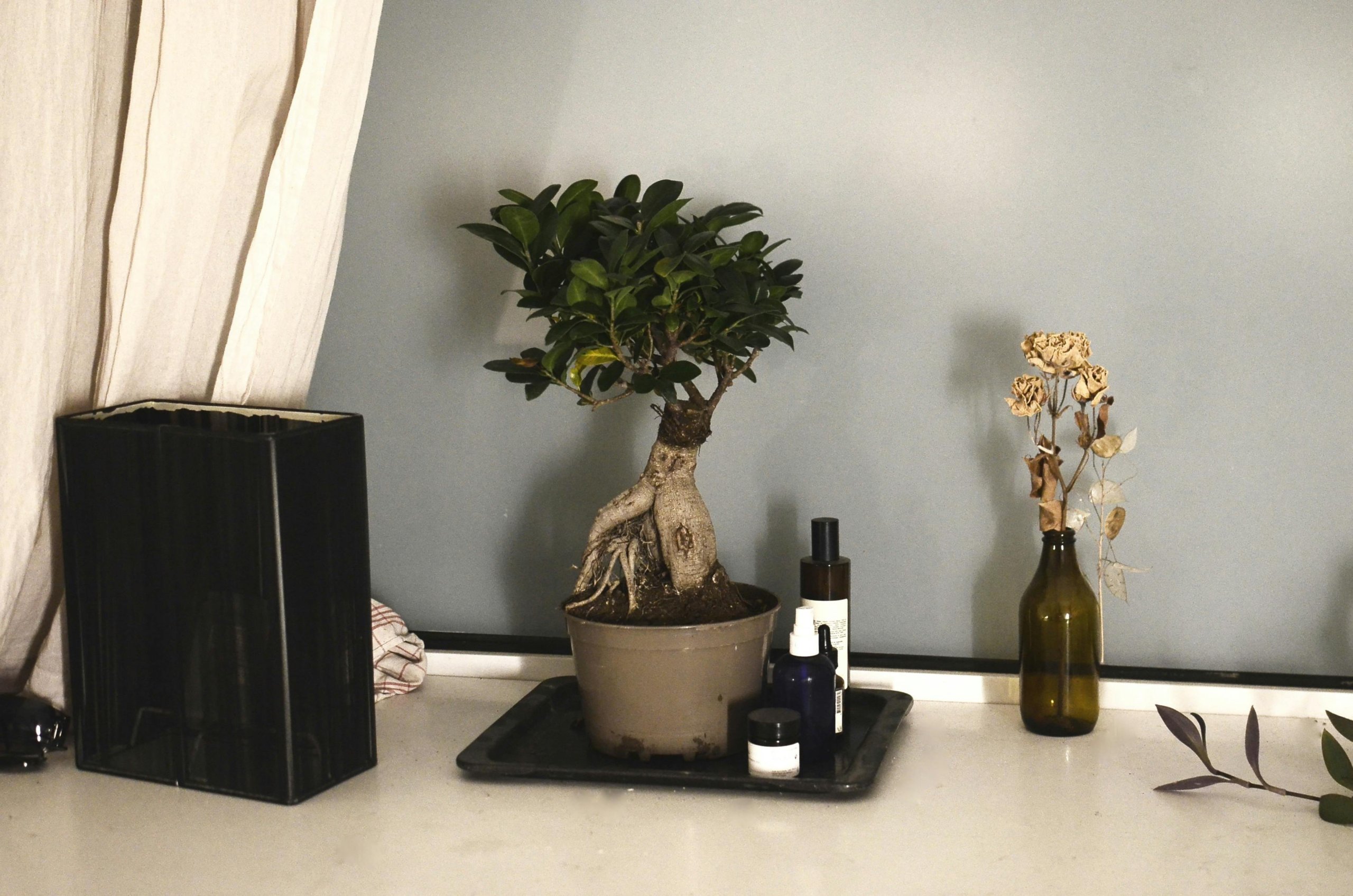 ficus bonsai indoor