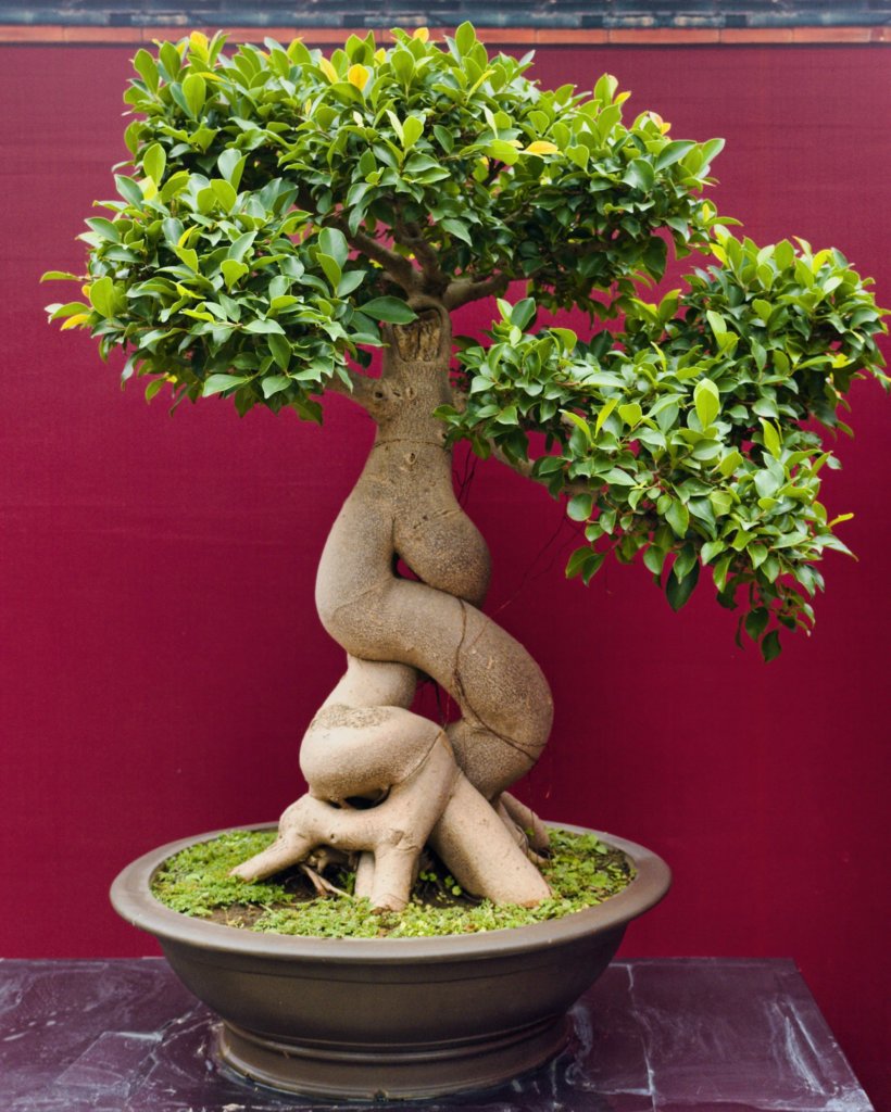 ficus bonsai plant