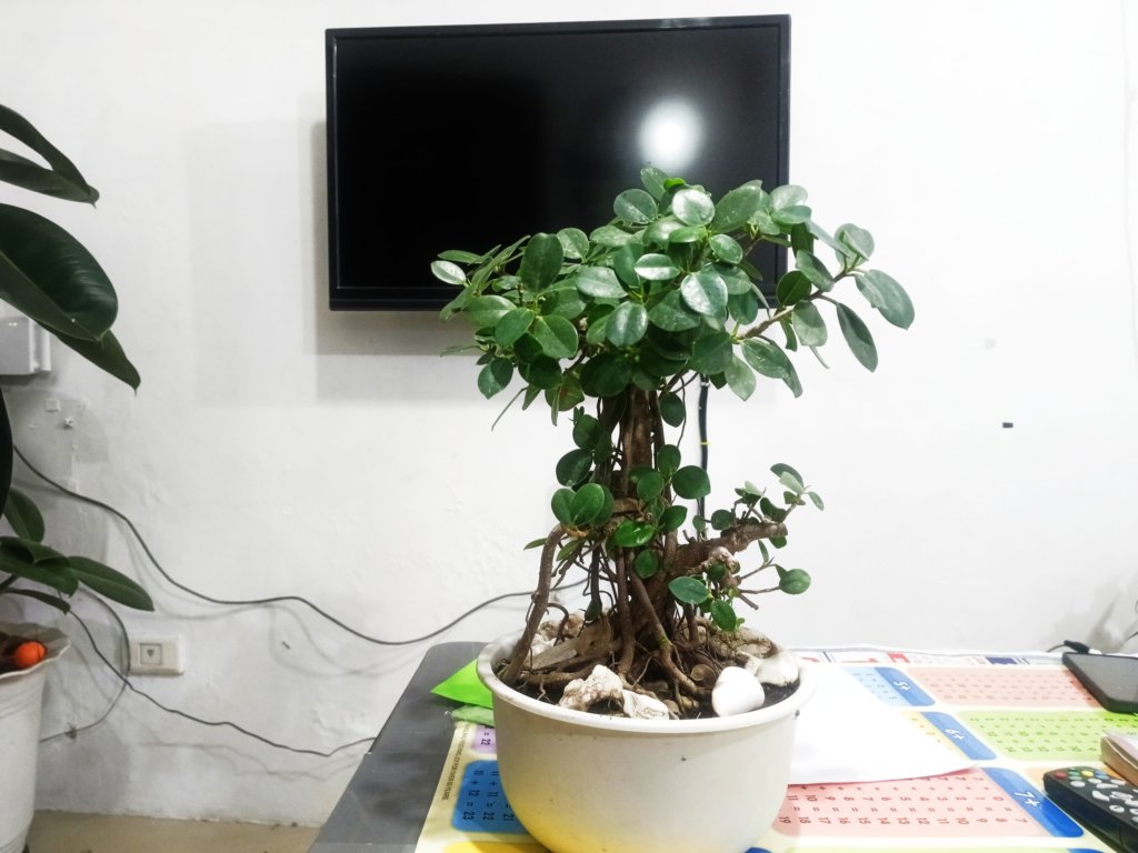 ficus bonsai (retusa)