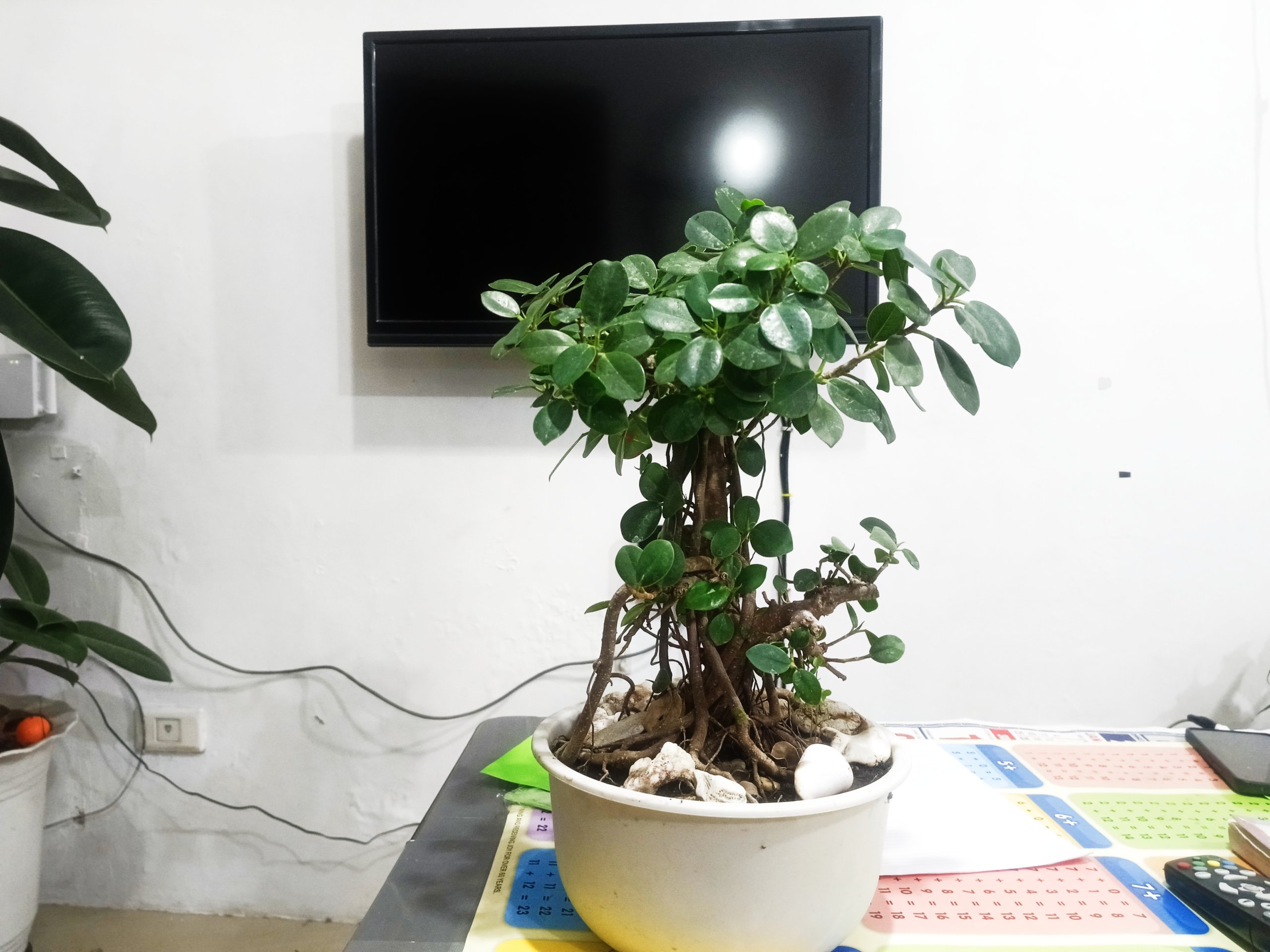 ficus bonsai (retusa)