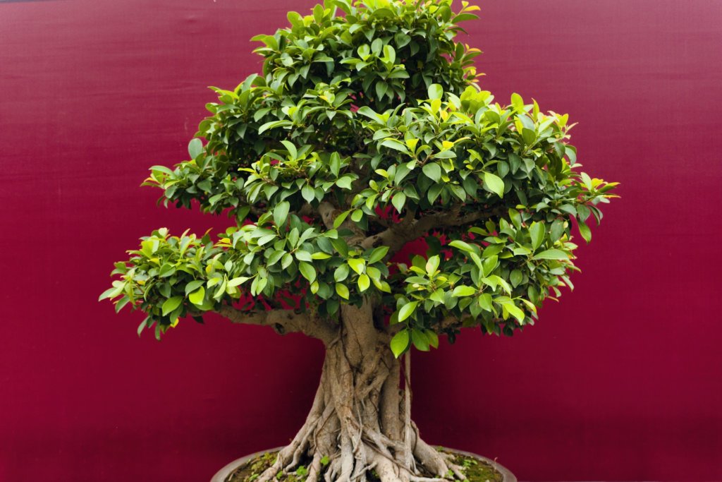 ficus bonsai tree