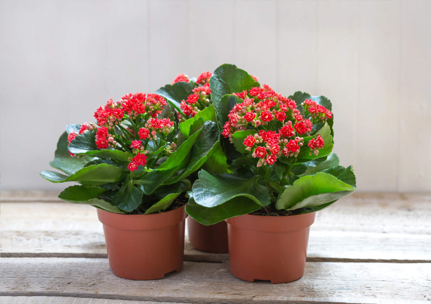 Flaming Katy (Kalanchoe Blossfeldiana)