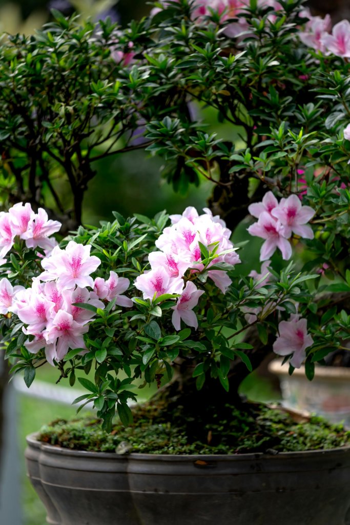 flowering azalea bonsai