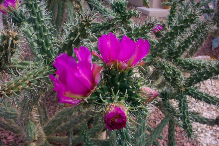 Flowering Cholla Cactus