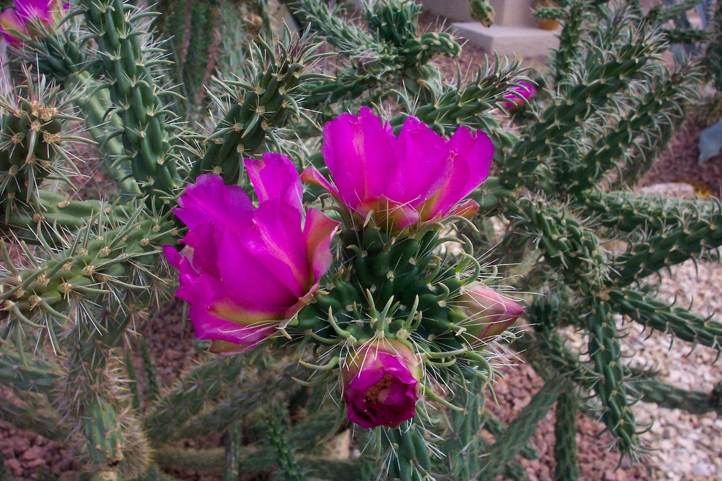 Flowering Cholla Cactus