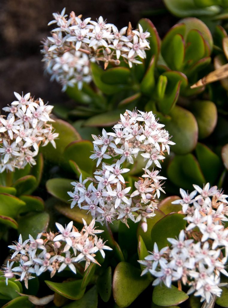 Flowering Jade Plant