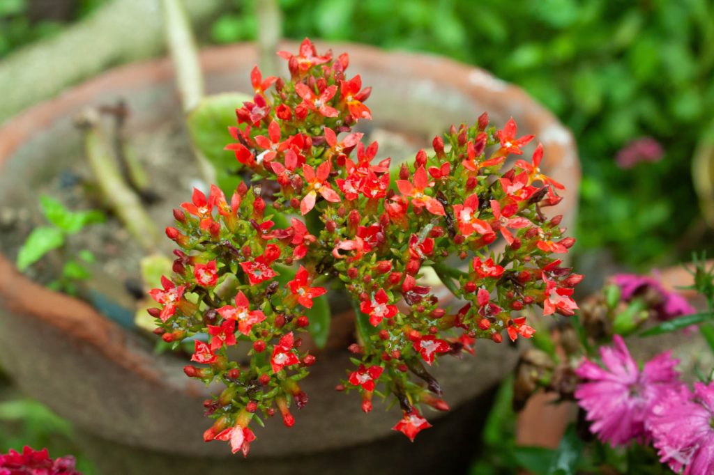 Flowering Panda Plant