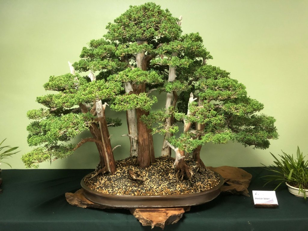 forest bonsai