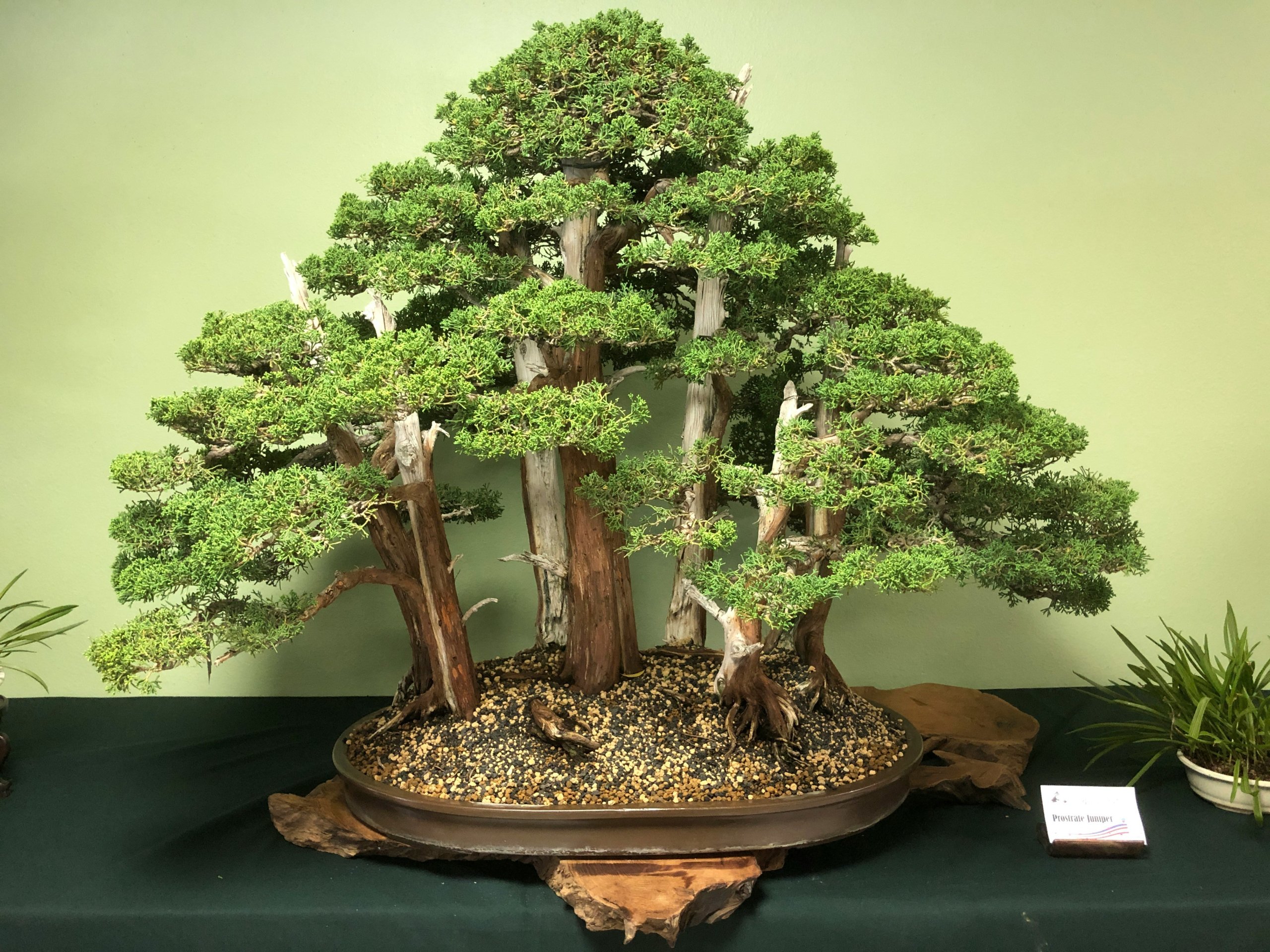 forest bonsai