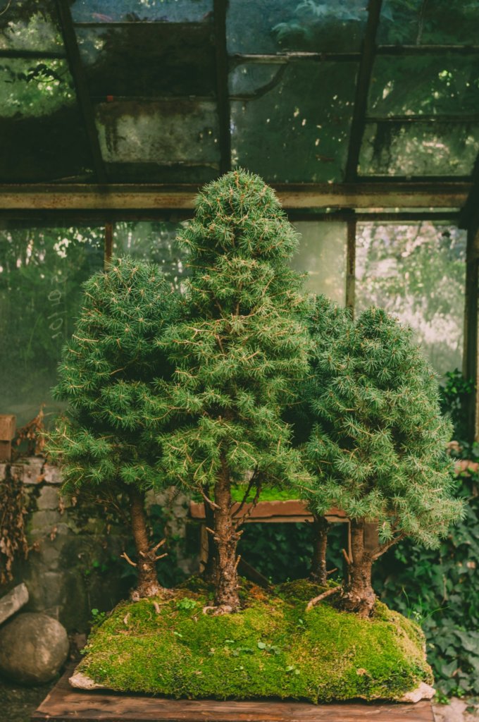 forest bonsai