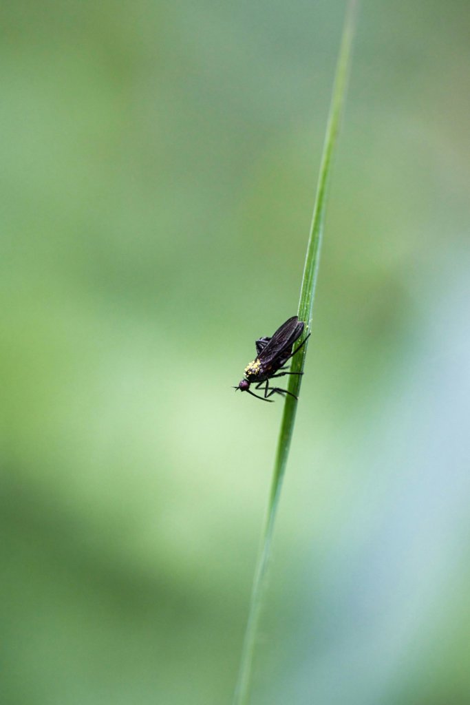 fungus gnat