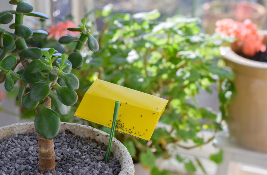 fungus gnats stuck to sticky yellow tape beside succulent plant