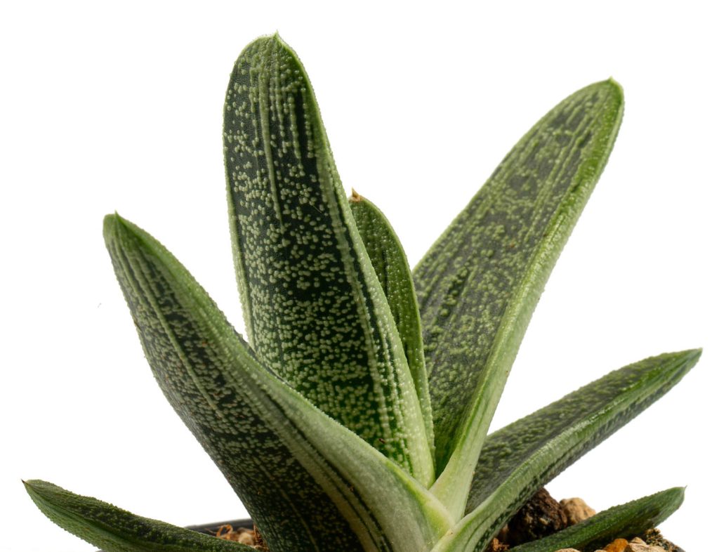 Gasteria "Little Warty" succulent