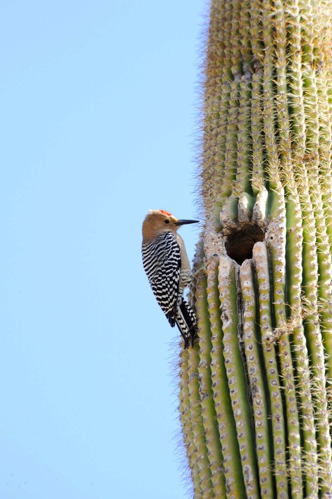 Gila Woodpecker Nest In Saquaro Cactus