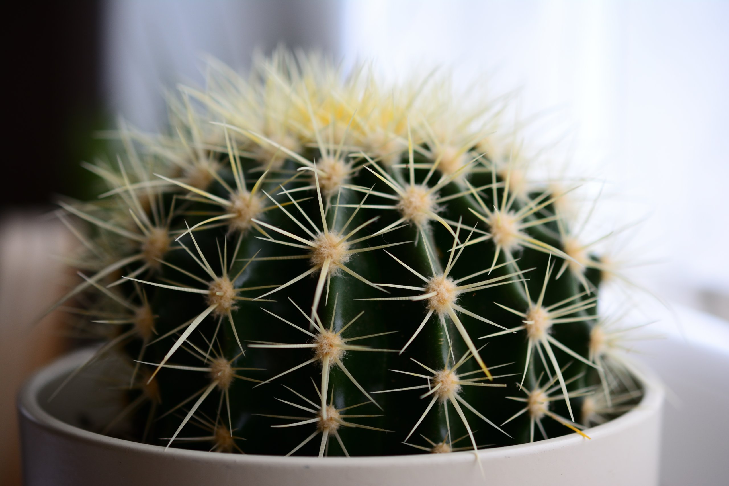 globular cactus