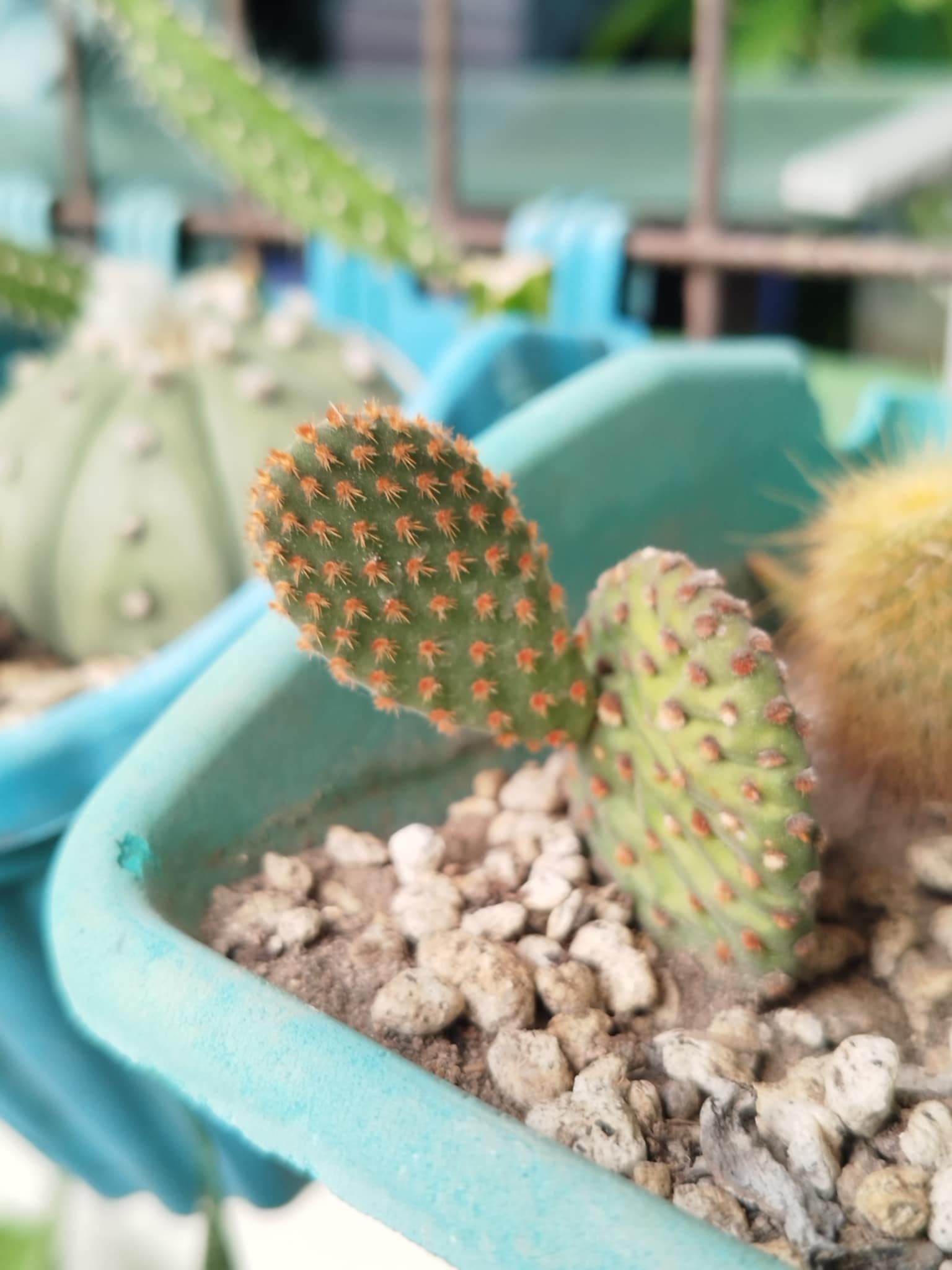 glochids of bunny ears cactus