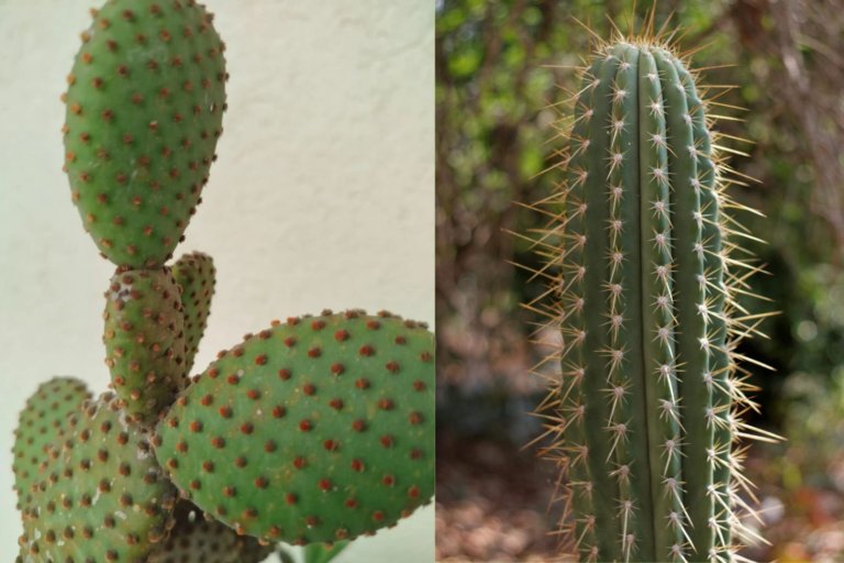 glochids vs spines