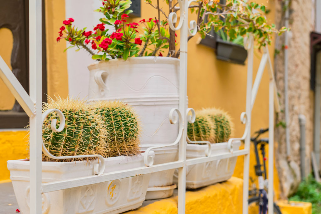 golden barrel cactus